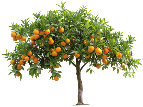 Lush orange tree with ripe oranges on branches, isolated on white background. Perfect for agriculture, nature, and organic fruit themes.