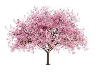Beautiful blooming cherry blossom tree with vibrant pink flowers, isolated on white background, perfect for nature and floral designs.