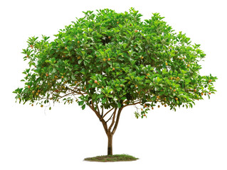 Lush green isolated tree with a dense foliage and small fruits, perfect for use in nature, landscape, and environmental themes.