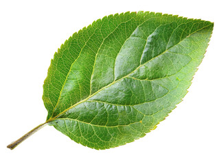 Obraz premium Close-up of a vibrant green leaf with detailed texture and veins visible. Ideal for nature, botanical, or organic concept themes.