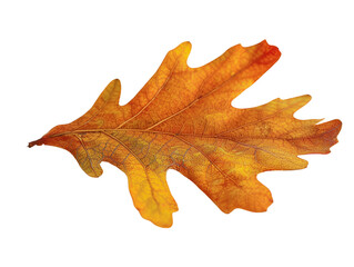 Naklejka premium A vibrant orange and yellow autumn oak leaf with intricate vein patterns, isolated on a white background, symbolizing fall season.