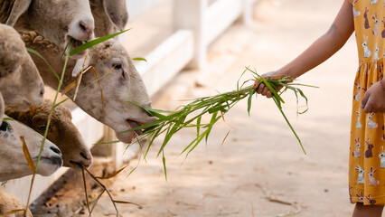 A flock of sheep eating the grass that the child brought with gusto, close up of raising animals on...
