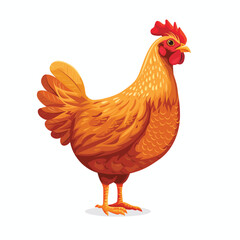 Fototapeta premium chicken isolated on white background