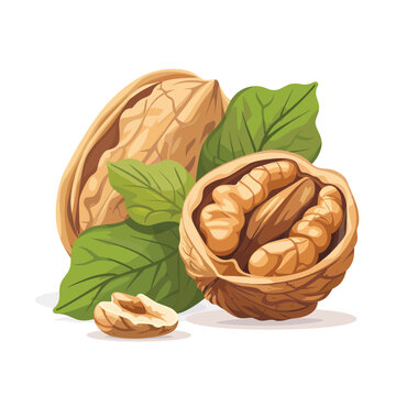 Walnuts isolated on white background