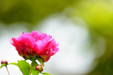 Obraz premium 美しいシャクヤクの花