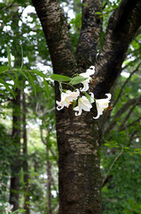 lily in the forest