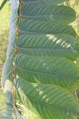 Senna alata plant on nursery