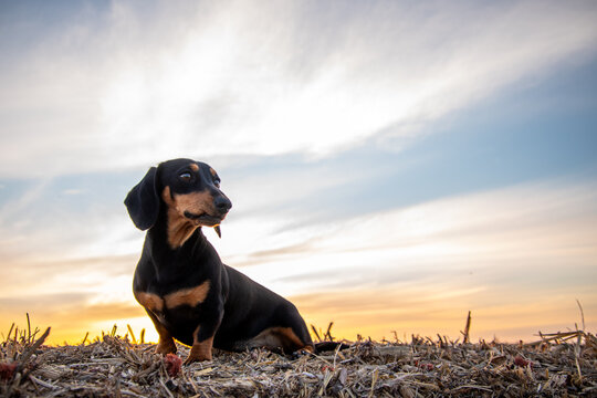Dachshund dog on hay bale