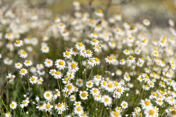 White and yellow daisy wild flowers filling frame