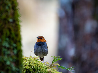 森の中で倒木の上に留まっているコマドリの雄