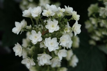  雨がよく似合う紫陽花の花。しっとり色鮮やかな蒸し暑い日々を癒す