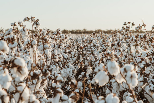 Cotton