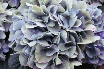  雨がよく似合う紫陽花の花。しっとり色鮮やかな蒸し暑い日々を癒す