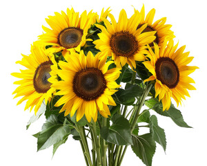 Obraz premium Bright yellow sunflowers with lush green leaves, isolated on a transparent background, showcasing their vibrant colors and natural beauty.