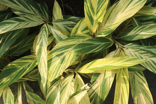 Shell ginger plant on nursery
