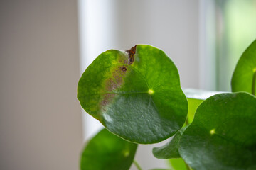 Closeup of leaf of Pilea peperomioides with sunburn, known as Chinese money plant. Brown spot on leaf from direct sunlight. Improper care and maintenance of the plant in room