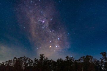 A view of a starry night sky above treetops with the Southern Cross and Milky Way clearly visible