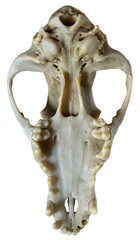 3D render of Dog skull with isolation