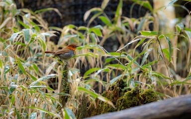 森の中で苔の生えた枯れ木の上に留まっているコマドリの雄