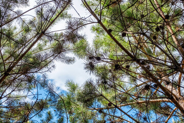 Looking up in the coniferous forest.