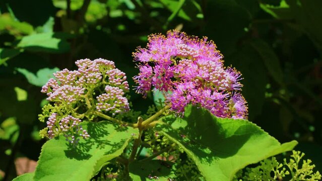 Callicarpa pedunculata tree flowers swaying by the wind in wild forest.Beautiful leaf form,swing stem shape view. Pingtung Riverside Park,Taiwan. Real time. 4K. High angle view. High quality video