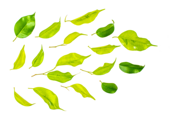 Green Floating Leaves leaf  , designed wedding  albam , isolated on transparent pag background