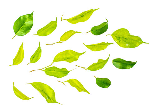Green Floating Leaves leaf  , designed wedding  albam , isolated on transparent pag background