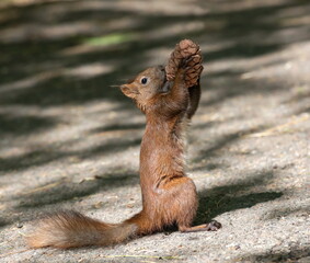 A red squirrel dances in the forest with a pine cone in its paws