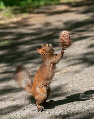 A red squirrel dances in the forest with a pine cone in its paws