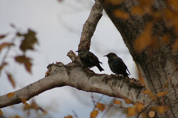 spotted woodpecker