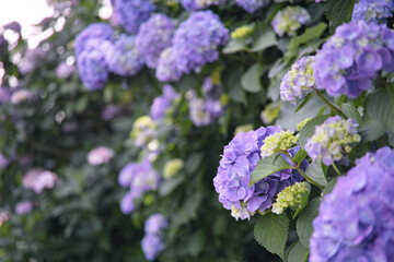 初夏の爽やかな紫陽花