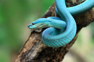 Blue insularis viper snake on branch, Indonesian viper snake