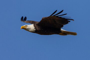 Bald eagle flying in beautiful light, seen in the wild in  North California