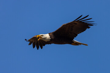 Closeup of a bald eagle screeching, seen in the wild in  North California