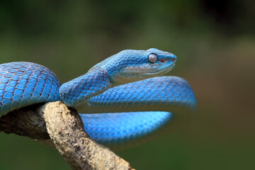 Blue insularis viper snake on branch, Indonesian viper snake