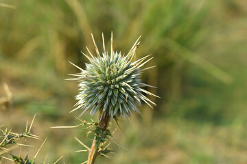 Echinops sphaerocephalus, Echinops sphaerocephalus known as Great Globe Thistle or Pale Globe Thistle, A summer plant in the wild in a meadow, Wild flower with thorns and spines bloomed