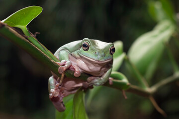 Green tree frog on leaves, Indonesian dumpy frog on branch, Dumpy frog 