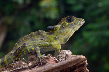 Great angle head lizard looking around on tree, Indonesian reptile