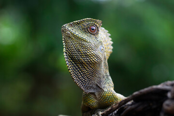 Forest dragon Lizard male closeup head, Green lizard closeup head