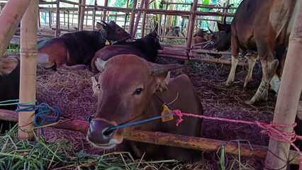 Cows that live in a cowshed.