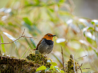 森の中で枯れ木に留まっているコマドリの雄