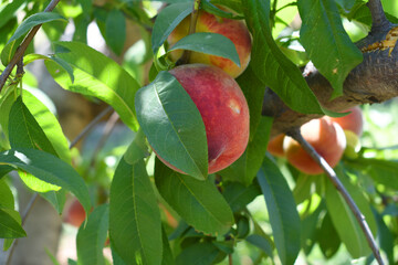 Fresh Ripe Peach fruits on a tree branch with leaves closeup, A bunch of ripe Peaches on a branch, Ripe delicious fruit peaches on the tree, Ripe sweet peach fruitson a tree, Chakwal, Punjab, Pakistan