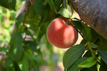 Fresh Ripe Peach fruits on a tree branch with leaves closeup, A bunch of ripe Peaches on a branch, Ripe delicious fruit peaches on the tree, Ripe sweet peach fruitson a tree, Chakwal, Punjab, Pakistan