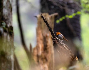 森の中で枯れ木に留まっているコマドリの雄