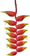heliconia flower isolated white background, hanging lobster claw, false bird of paradise or wild...