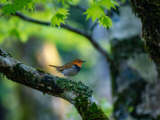 森の中で静かに枝に留まっているコマドリの雄
