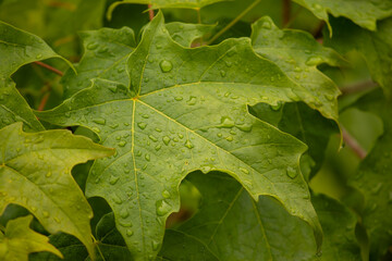 A maple leaf in the rain
