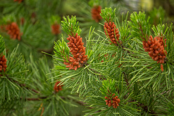 cones on a branch