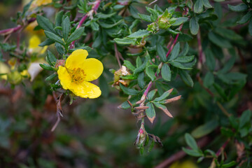 yellow flower in the garden