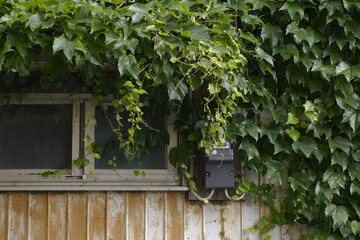 蔦の巻きついた古い家